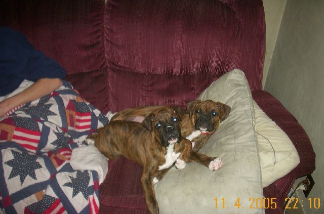 This is beauty and beast ( the one without the collar) laying together.