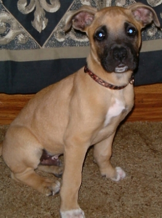This is Buddy
