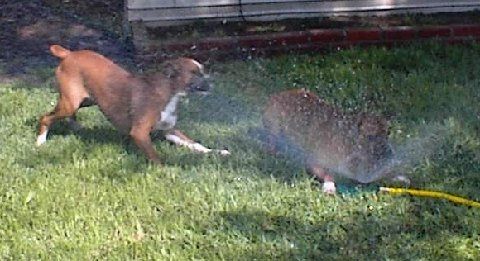 This is fun, we love the sprinkler