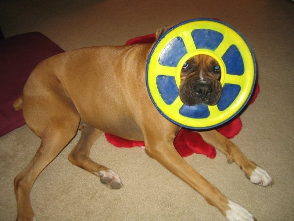 This is how I carry the frisby