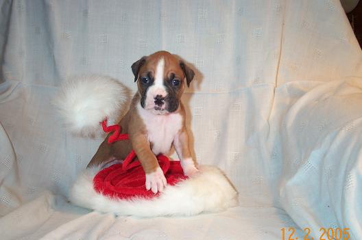 This is Layla so far!! Let me know what you think of her.