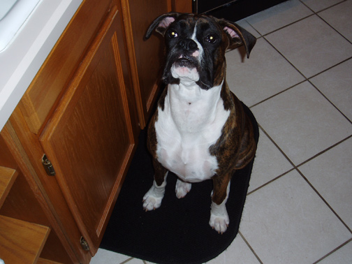 This is Mac.  Bella's 8 month old boxer cousin