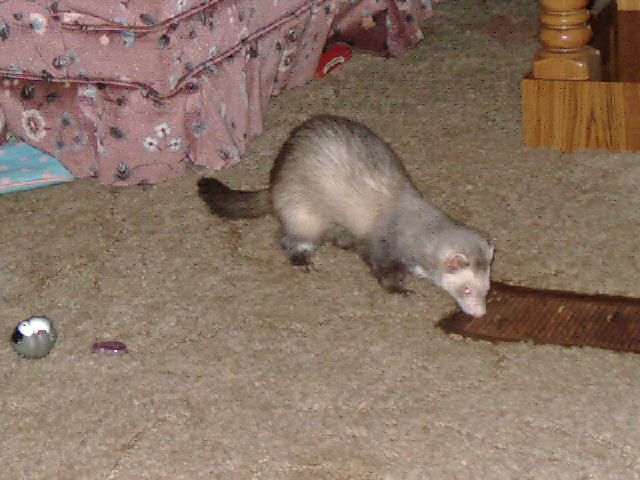 This is Mimi