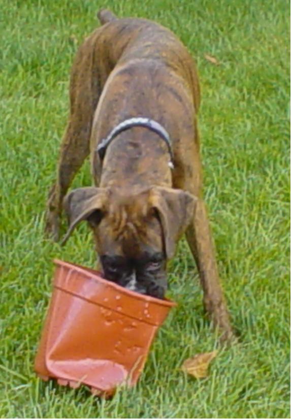this is my bucket