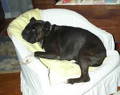 THIS is MY chair!