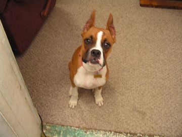 This is my first boxer Josephie