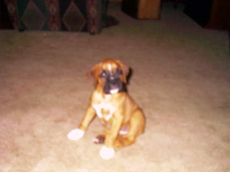 This is my newest puppy.