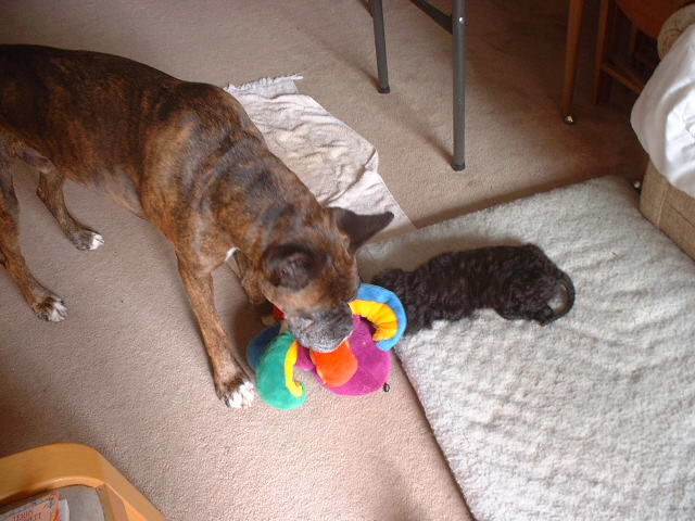 This is my toy!