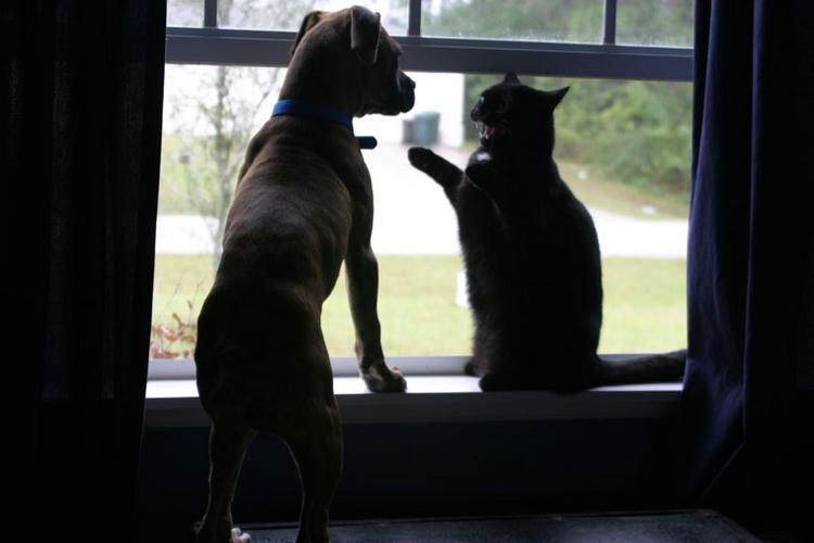 This is my window