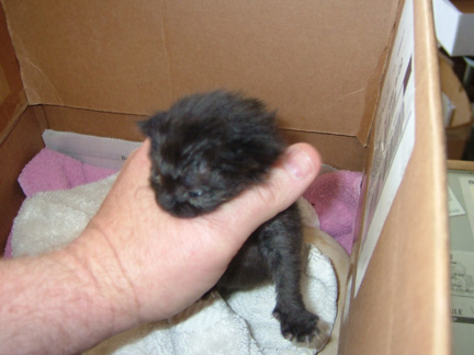 This is our foster kitty Onyx - 2 weeks old