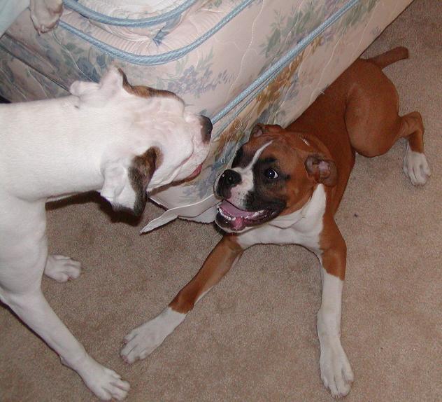 This is our new male and Payton