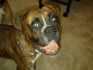 This is Roobee's new Brother !!!