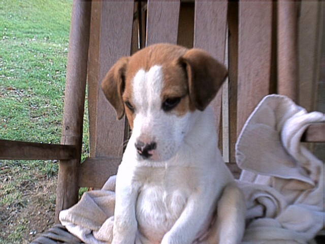 This is Sarge