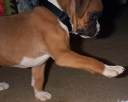 This is Trip at 7 weeks