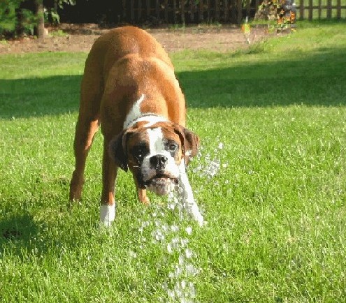 This is way more fun than my water bowl!!