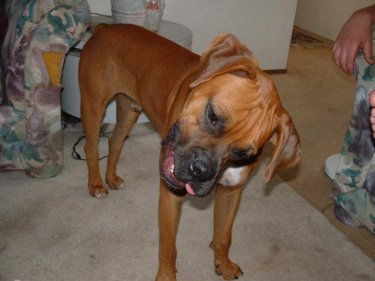 This is what your boxer looks like when you play back his own barks on a re