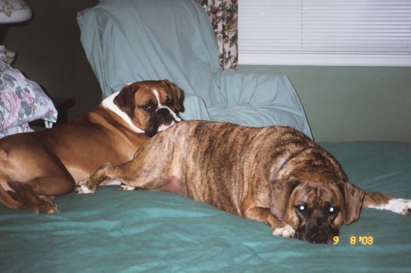This looks like a good pillow!