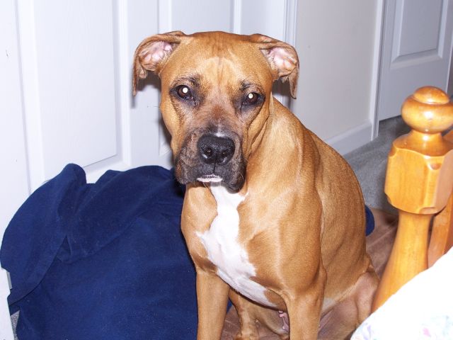 This was the day after being spayed...