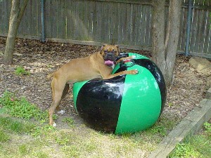 this_is_MY_ball