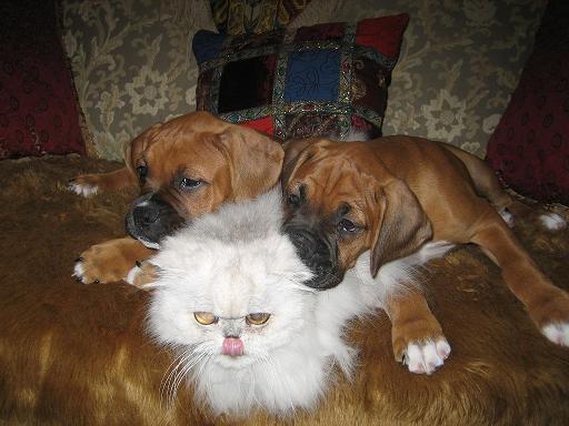 THREE AMIGOS!!!