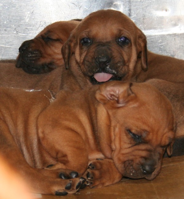 three babies