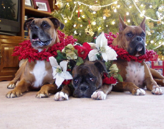 Three Rescues do it again