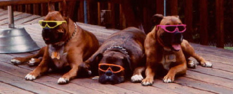 Three Rescues With Sunglasses