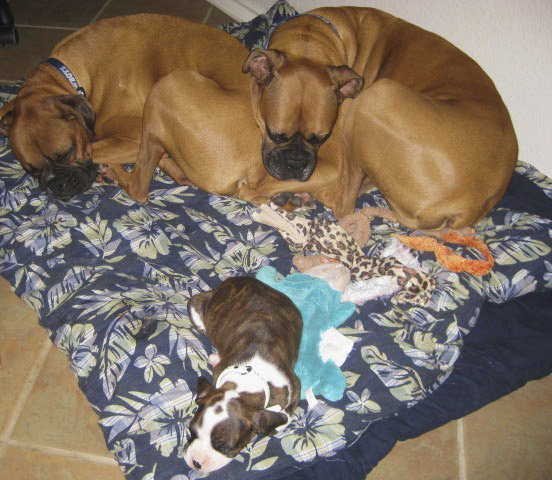 Three Stooges