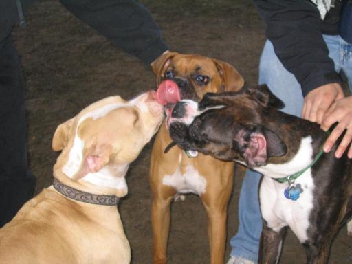 Three way doggy kiss