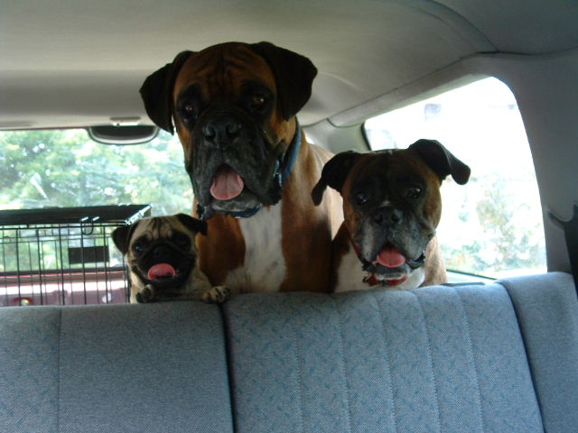 three_stooges