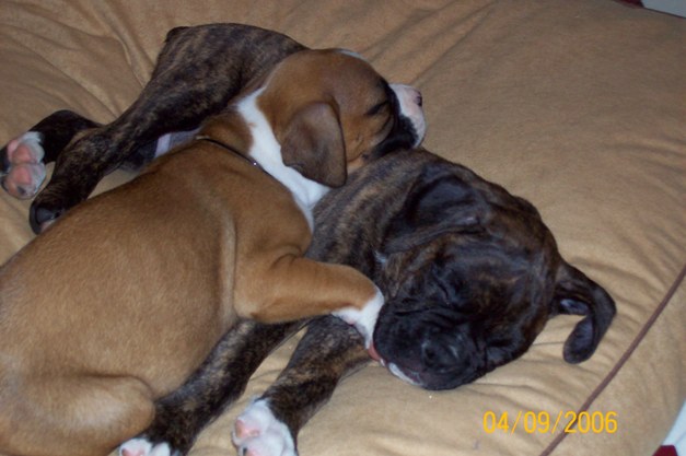 Tiger and Jazz, Love
