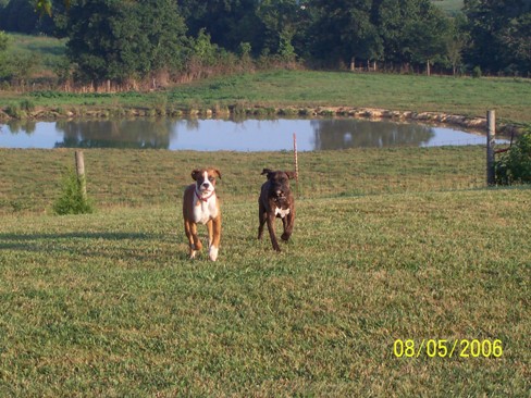 Tiger and Jazz playing