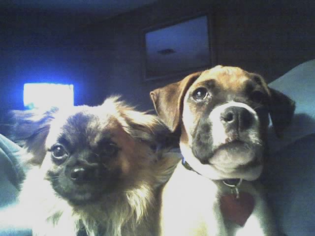 Tiger and Paris