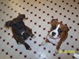 Tiger(brindle) and Jazz(fawn)