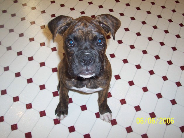Tiger, Brindle Male