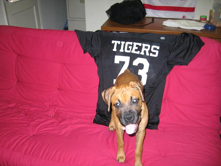 Tiger Fan