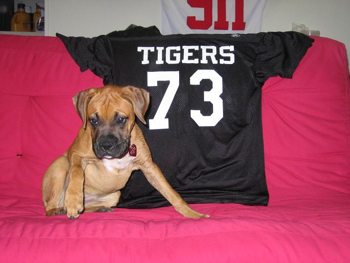 Tiger football