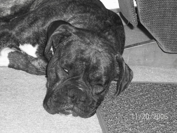 Tiger pooped out!