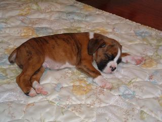 Tiger sleeping
