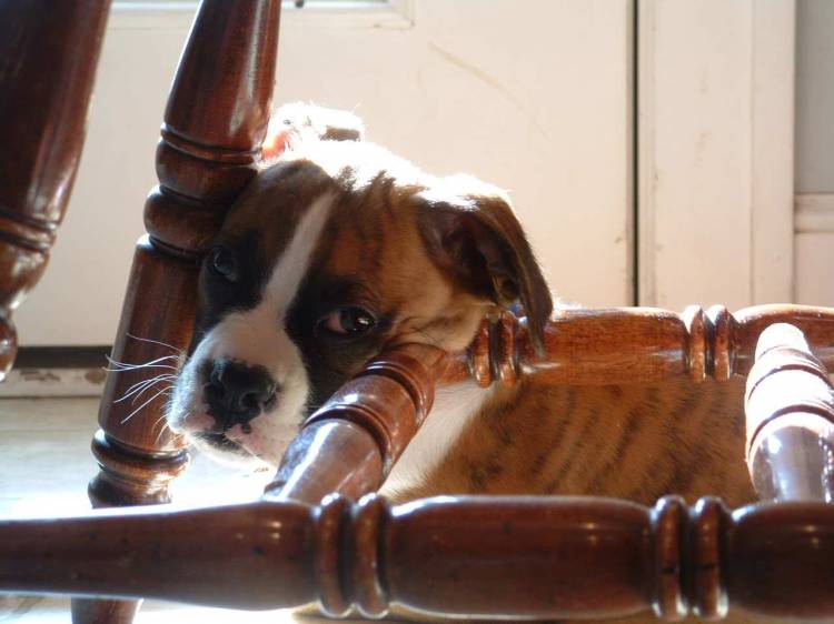 Tiger with his head on the chair