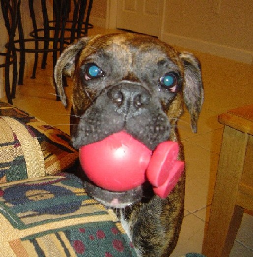 Tigger 6 1/2 months w/The Cuz toy