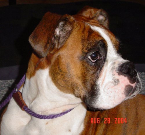 Tigger- Also added to the family