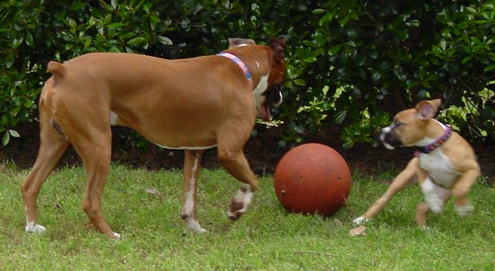 Tigger and Emma At Play