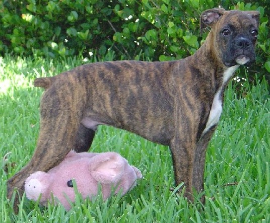Tigger and Piglet at Five months