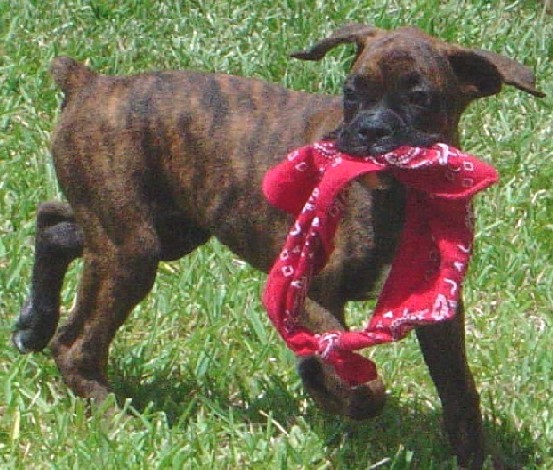 Tigger at Four Months