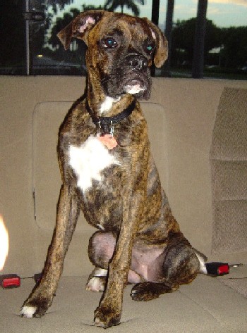 Tigger at Six Months