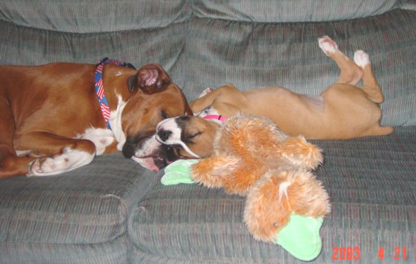 Tigger & Emma Sleeping on each other