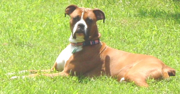 Tigger in the grass