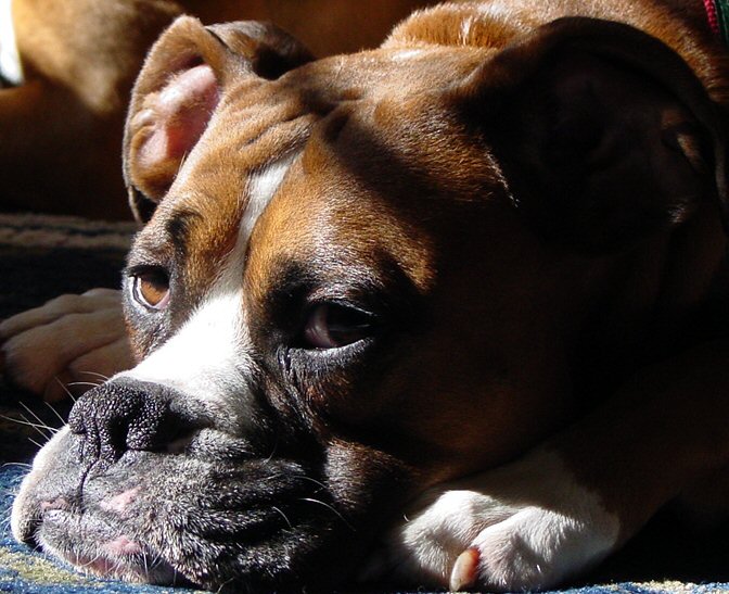 Tigger in the Sun