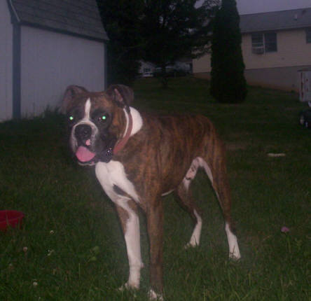 Tigger out in the yard!!